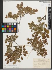 Foto von Salix myrtilloides L. x Salix starkeana Willd.